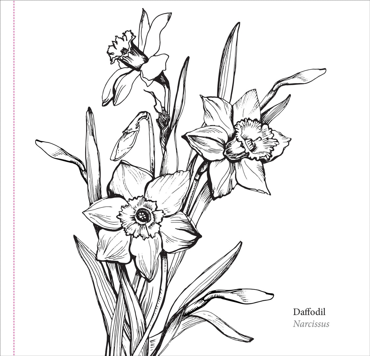 Spring Blooms Artist's Colouring Book (Peter Pauper Press)