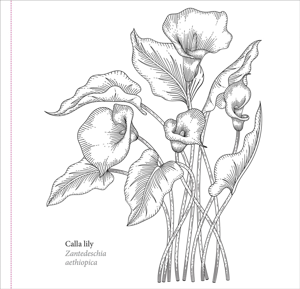 Spring Blooms Artist's Colouring Book (Peter Pauper Press)