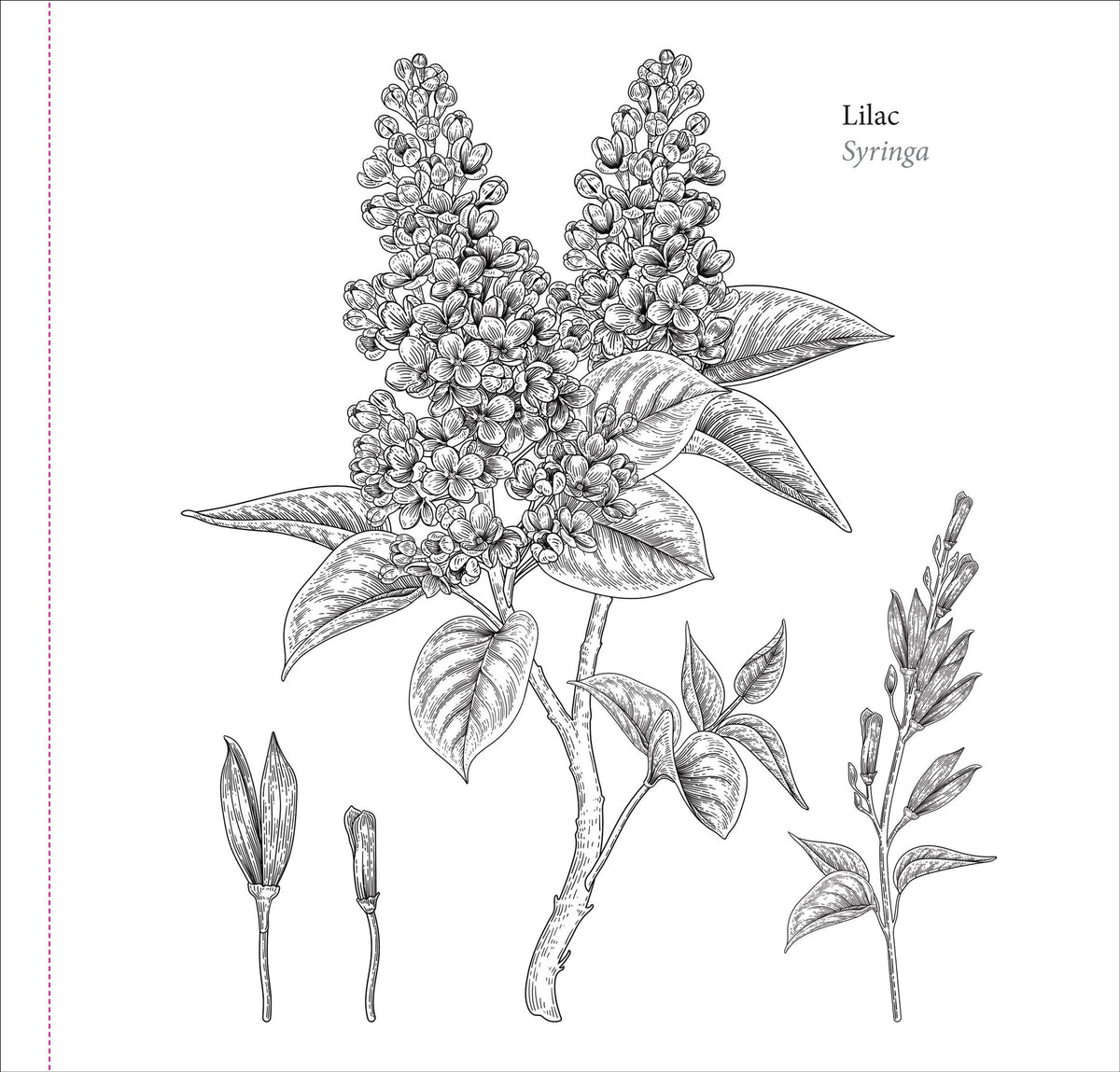 Spring Blooms Artist's Colouring Book (Peter Pauper Press)
