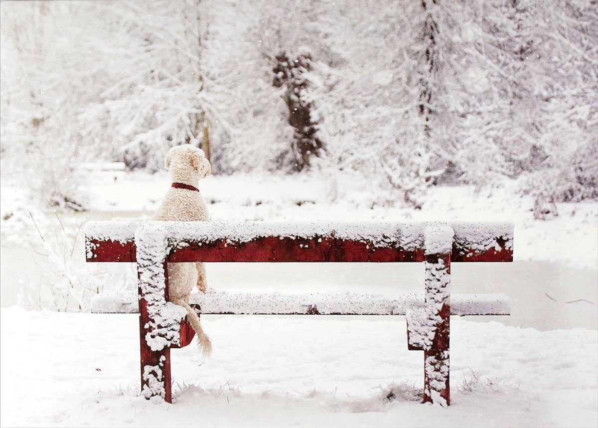 Peter Pauper Dlx Bx: Dog On Snowy Bench
