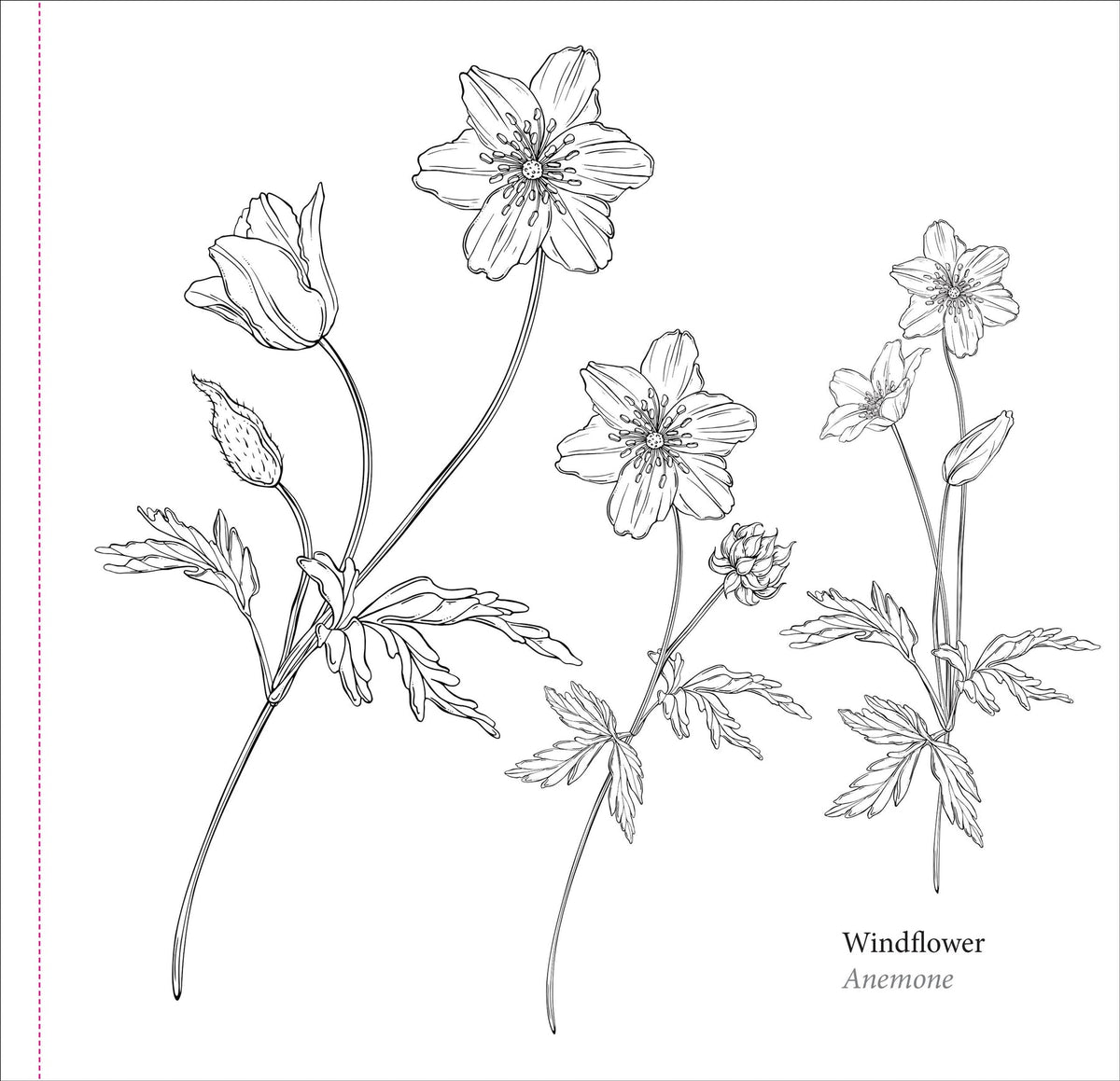 Spring Blooms Artist&#39;s Colouring Book (Peter Pauper Press)