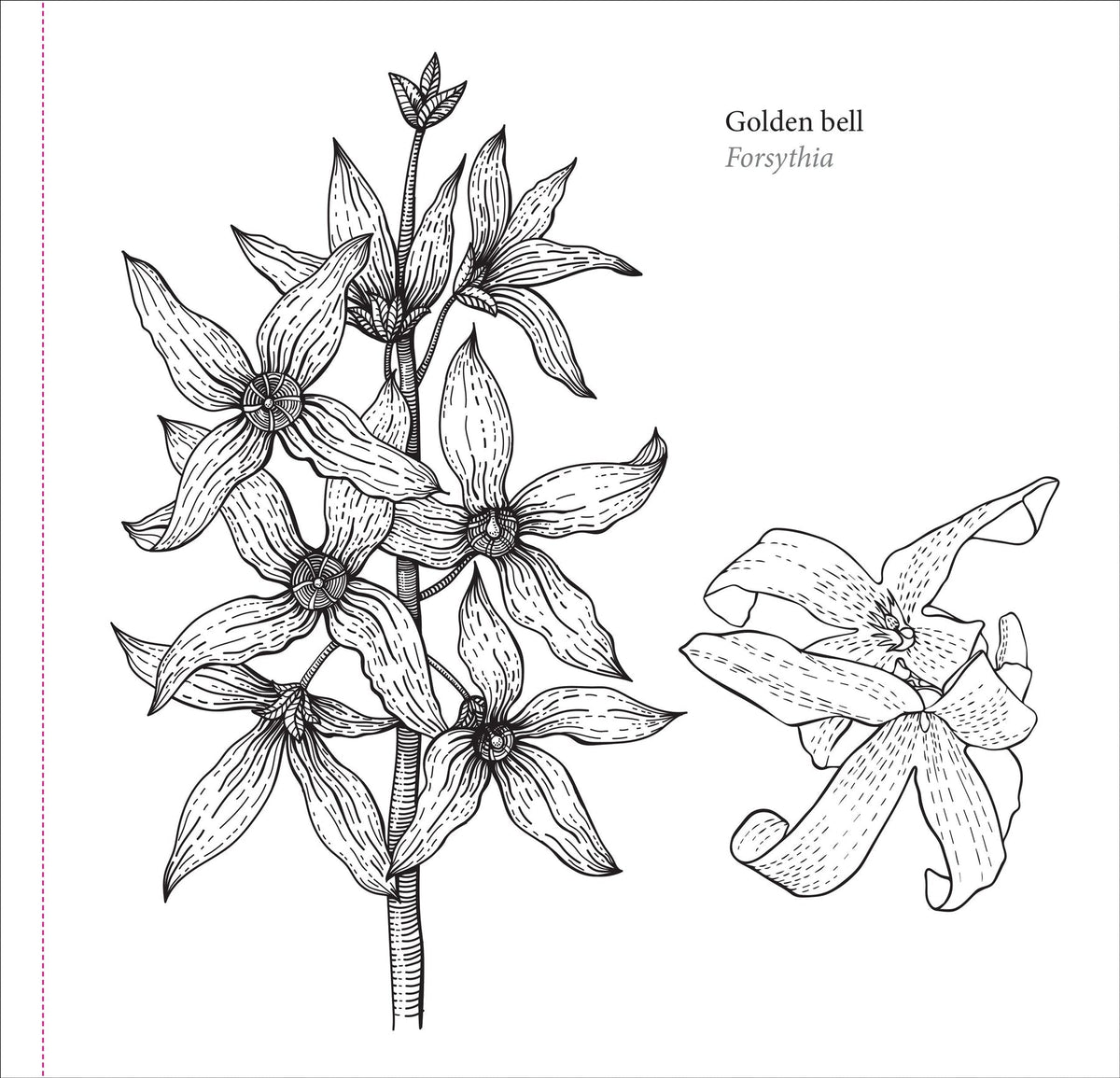 Spring Blooms Artist&#39;s Colouring Book (Peter Pauper Press)