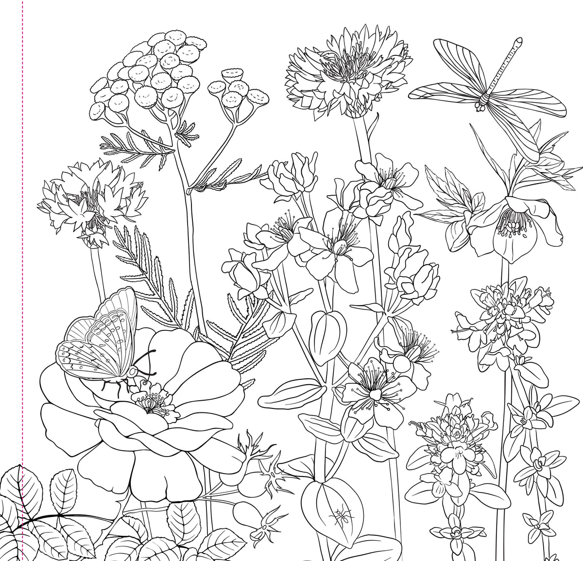 Wildflowers Adult Colouring Book [Peter Pauper Press]