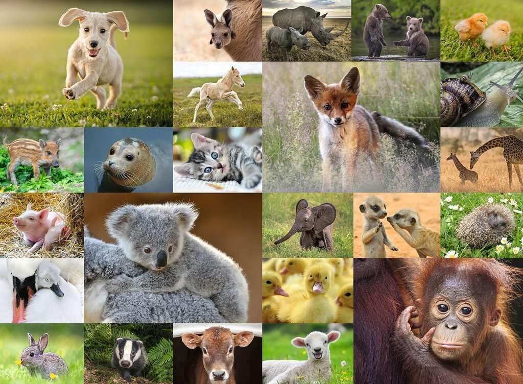 Cute Animal Babies 200pc [Ravensburger Puzzle]