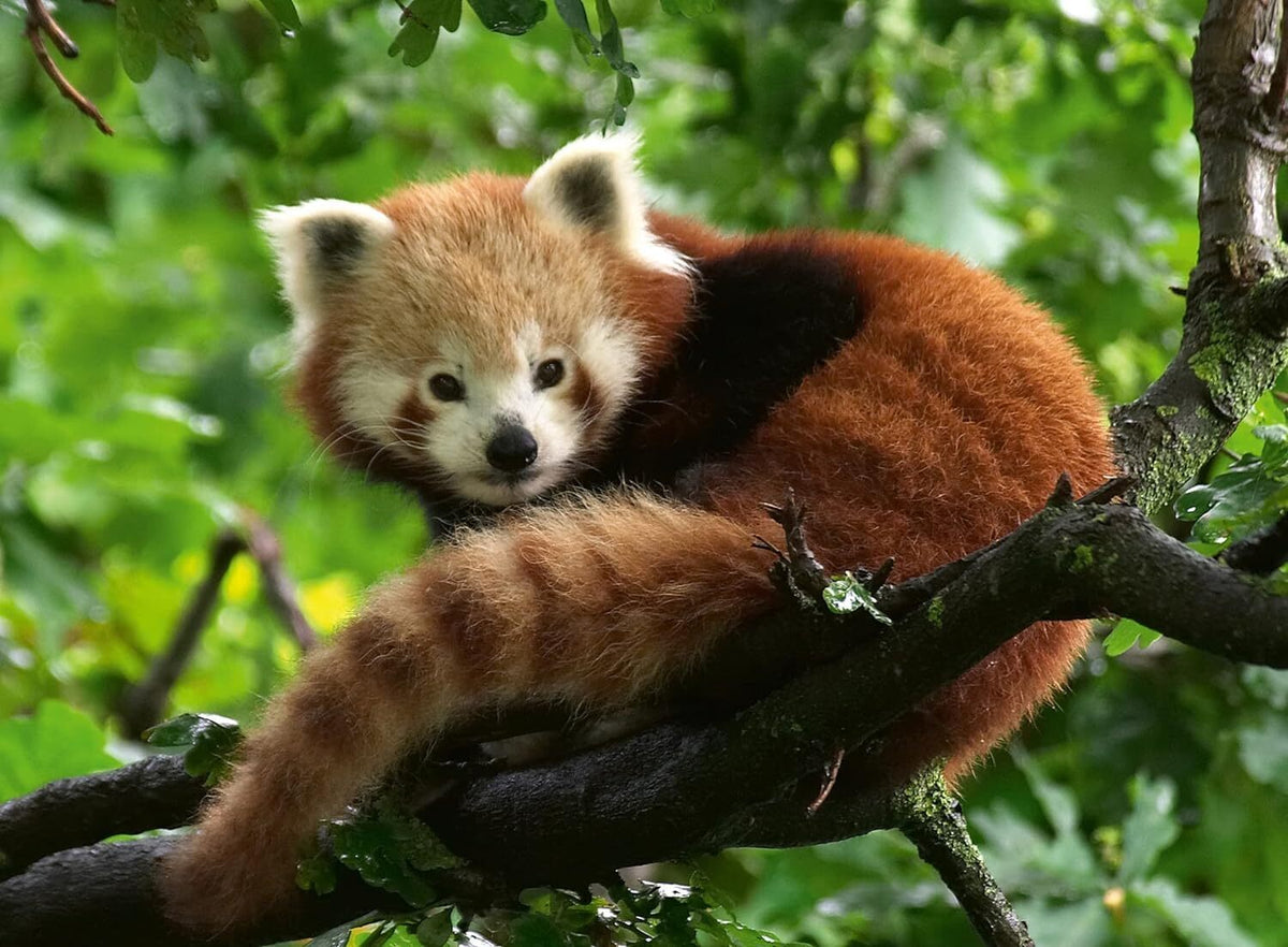 Red Panda Photo 500pc [Ravensburger Puzzle]