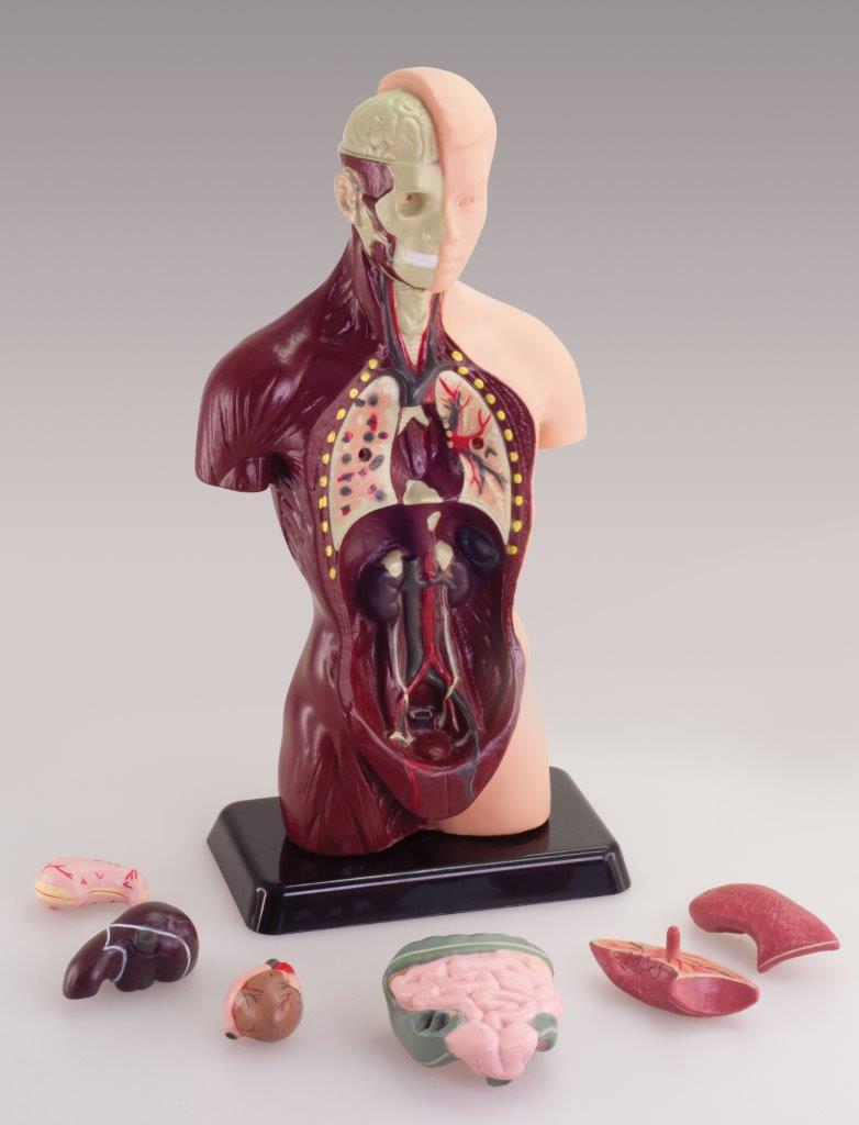 Human Anatomy Model (Australian Geographic)