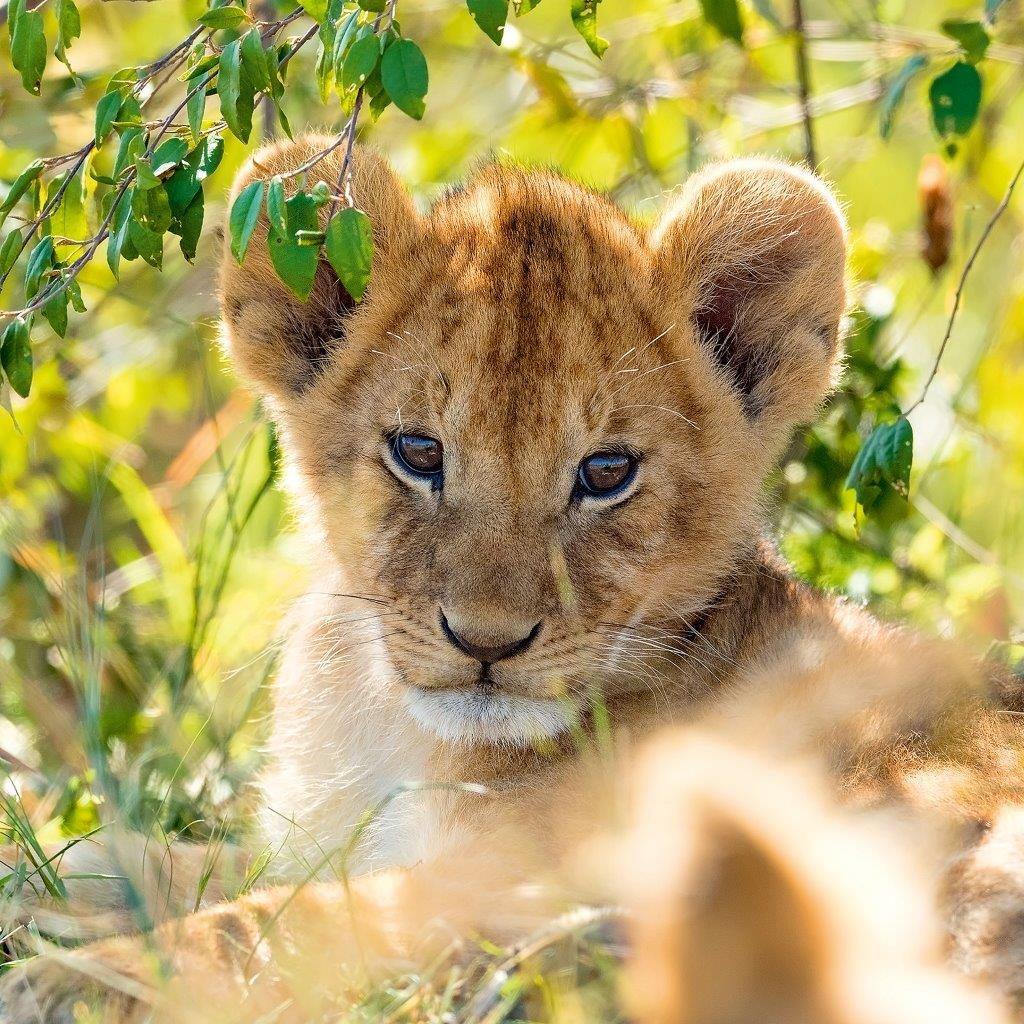 Panda, Lion and Tiger 3x49pc [Ravensburger Puzzle]