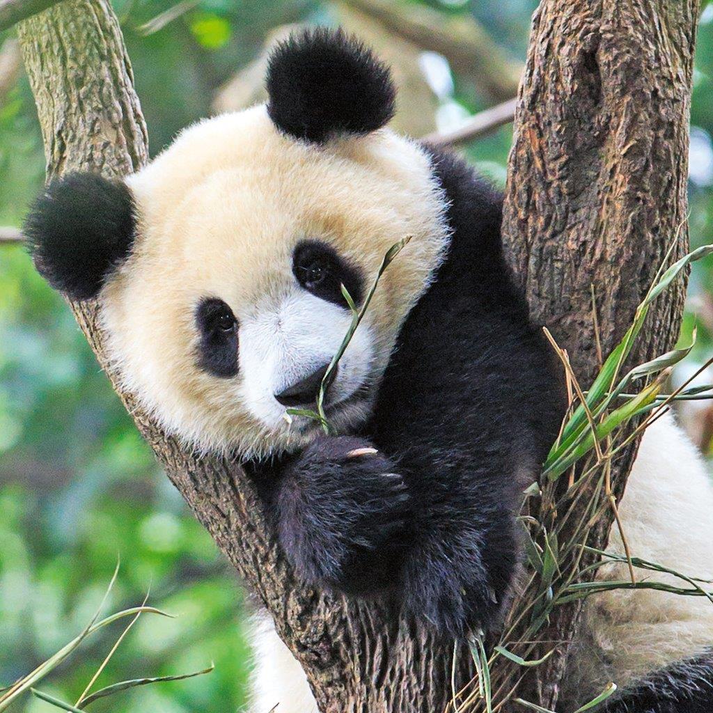 Panda, Lion and Tiger 3x49pc [Ravensburger Puzzle]