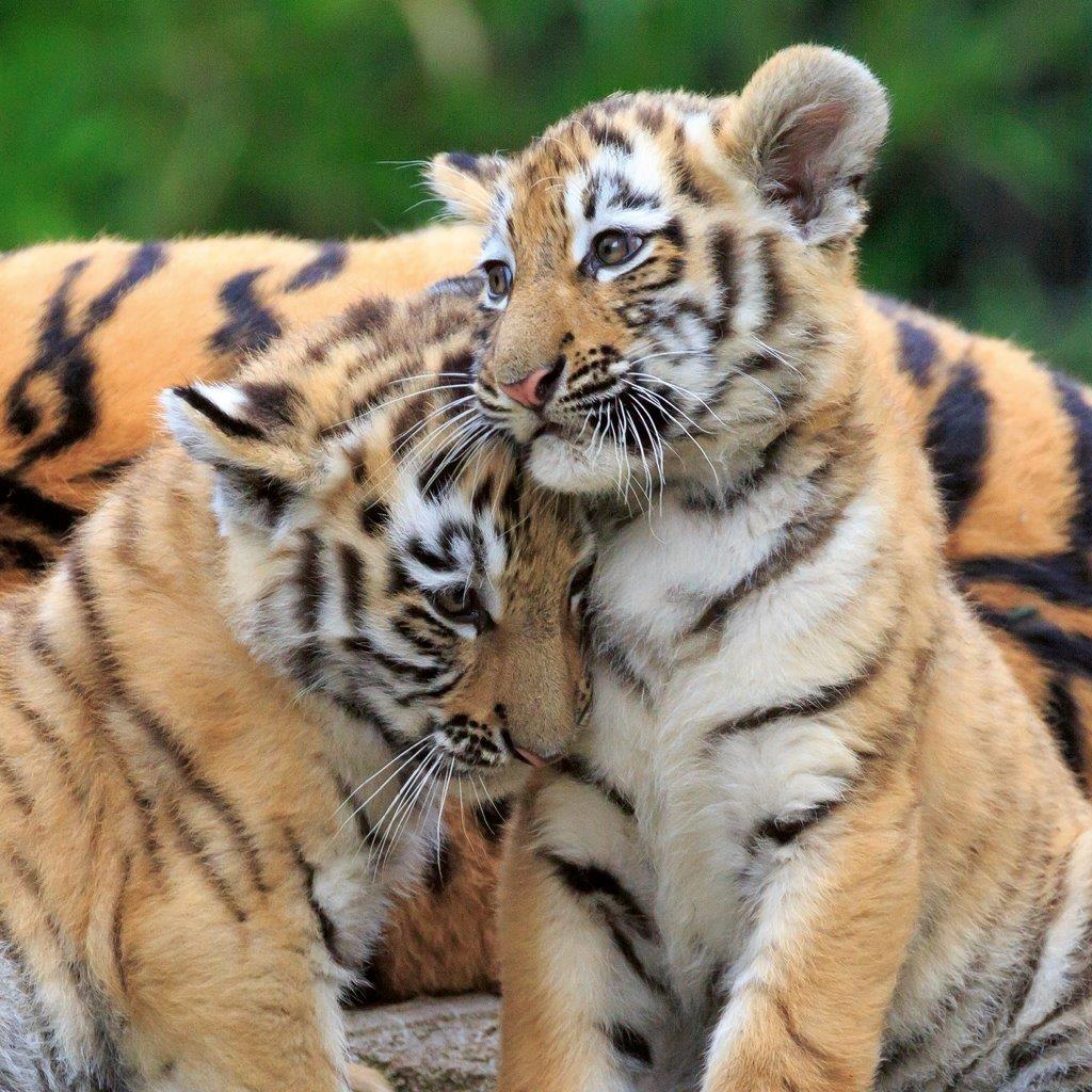 Panda, Lion and Tiger 3x49pc [Ravensburger Puzzle]