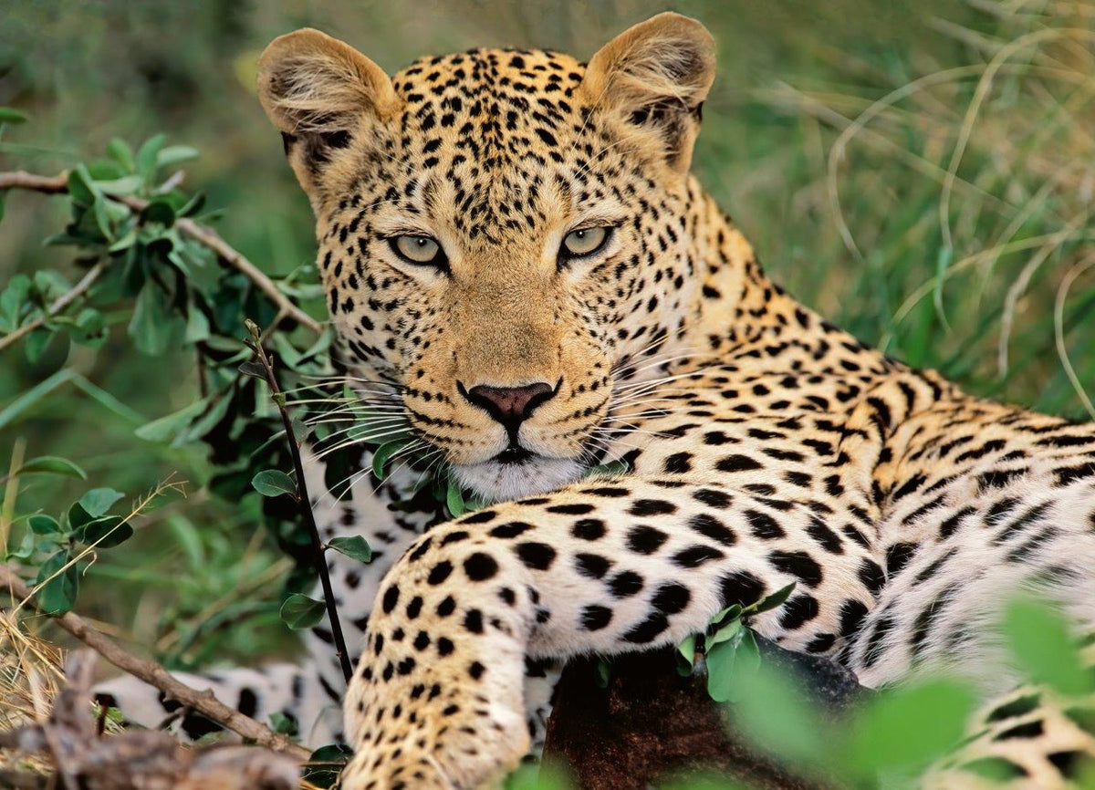 Lounging Leopard 100pc [Ravensburger Puzzle]