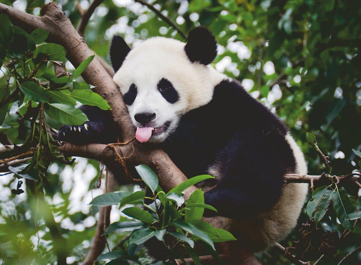 Panda Bear 500pc [Ravensburger Puzzle]