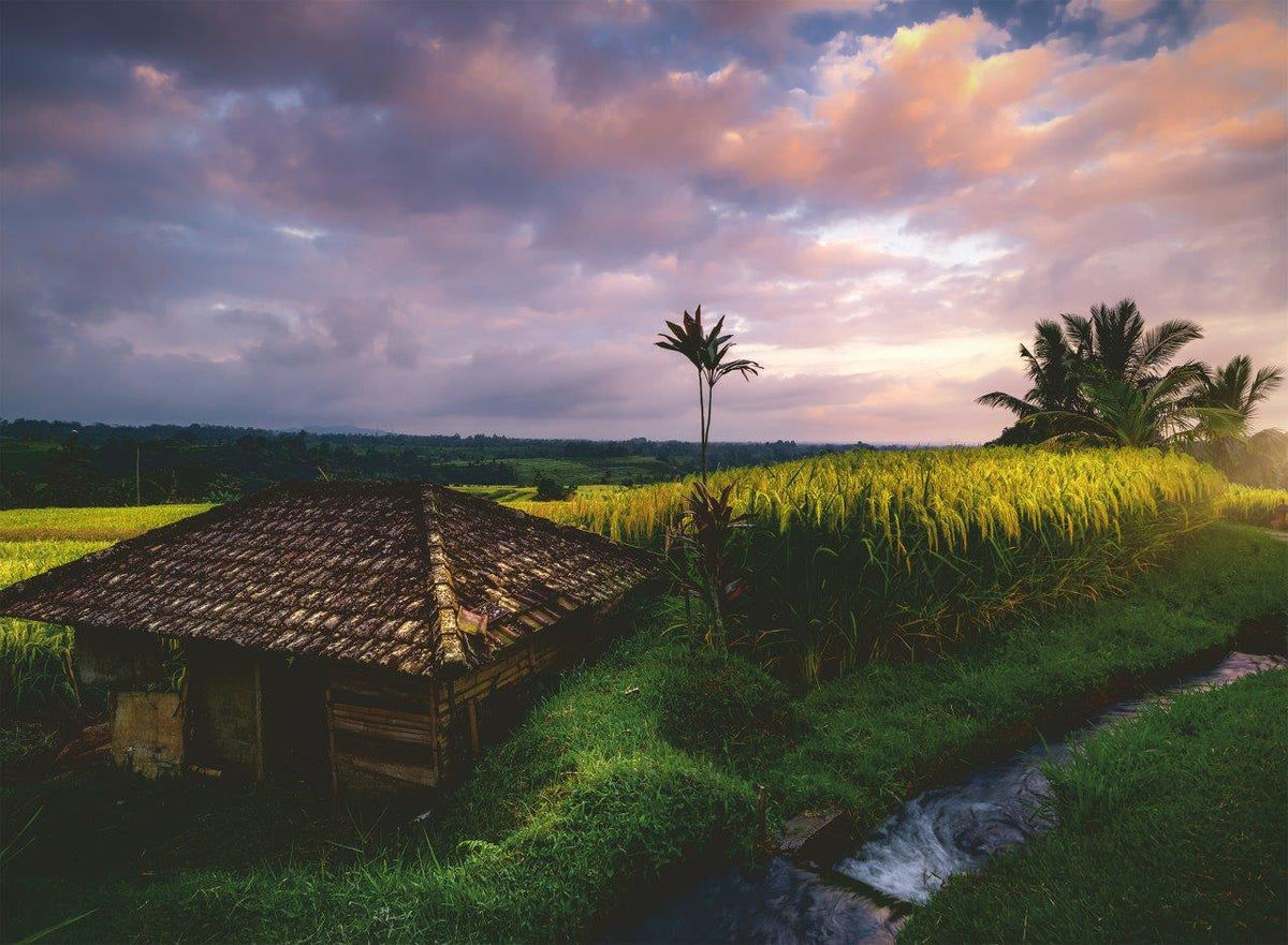 Bali Rice Fields 500pc [Ravensburger Puzzle]