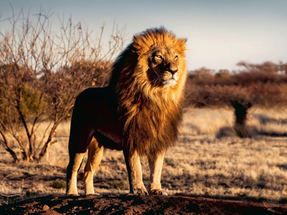 Lion, King of the Animals 1500pc [Ravensburger Puzzle]