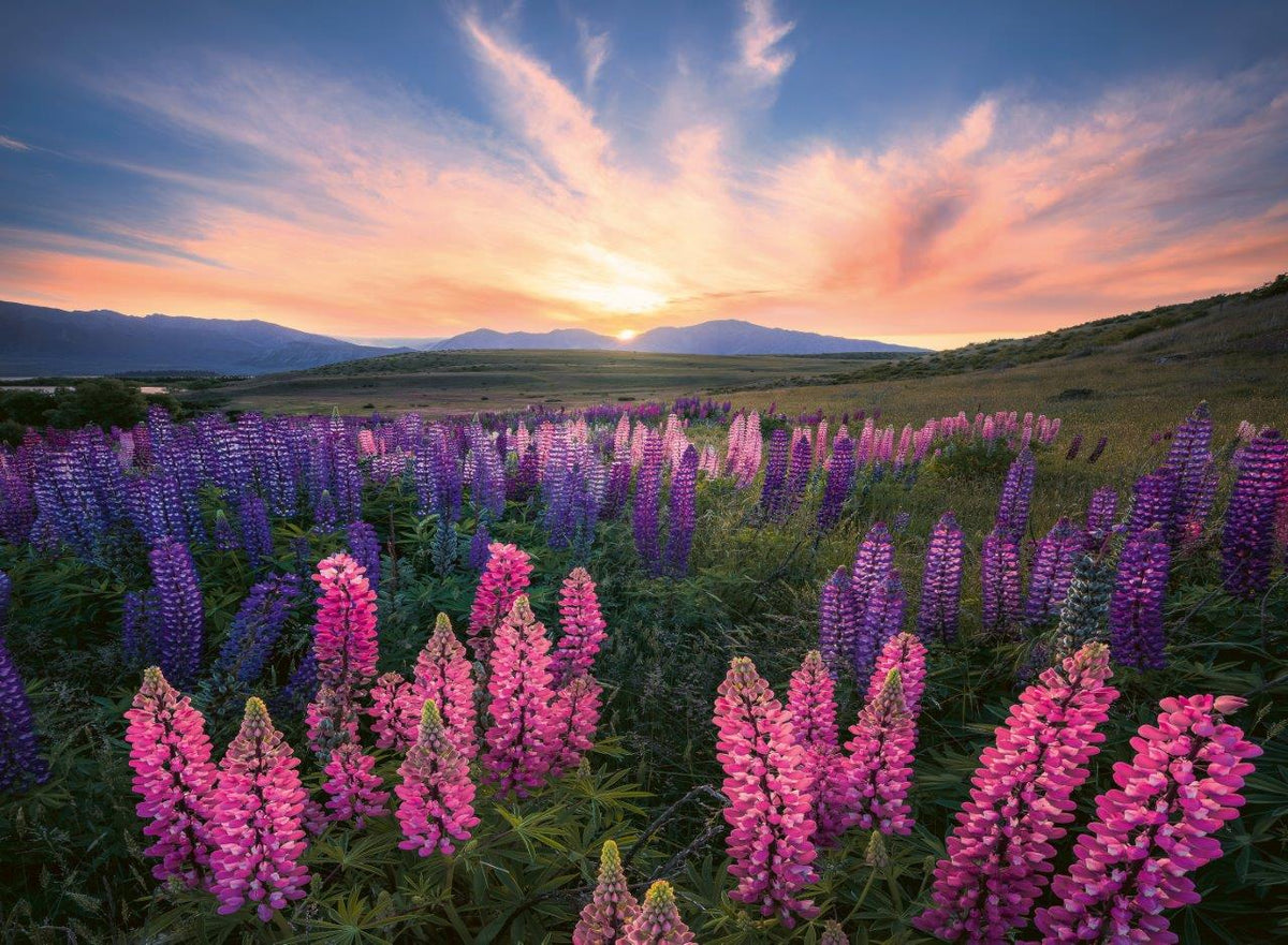 Lupines 500pc [Ravensburger Puzzle]