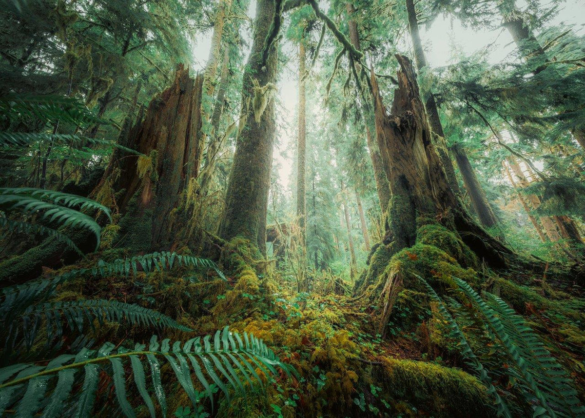 In the Forest 1000pc [Ravensburger Puzzle]