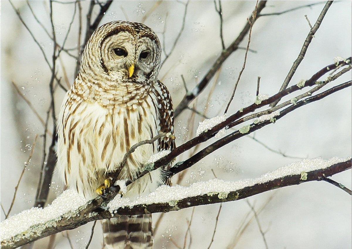 Peter Pauper Lg Cards: Owl On Snowy Branch